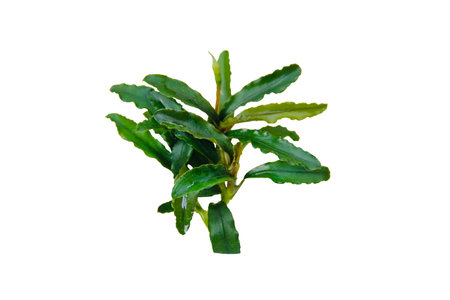 Bucephalandra Wavy Green Aquarium plant isolated on white backgroundの写真素材