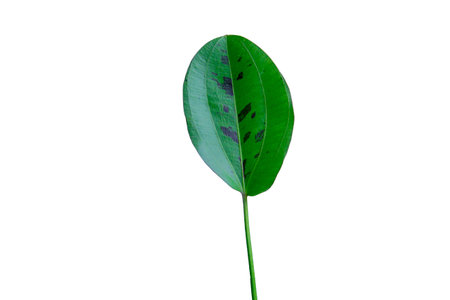 echinodorus leaf the aquatic plant isolated on white backgroundの写真素材