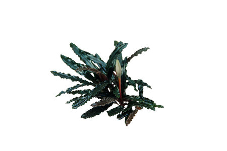 Exotic Dark Leaves Bucephalandra Catherinae Red popular aquatic plant isolated on white background with clipping pathの写真素材