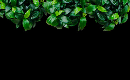 Anubias nana petite leaves aquatic foliage plant bush nature backdrop on back background