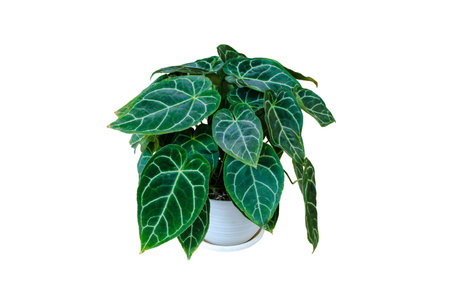 Exotic heart shaped green variegated leaves pattern of rare Anthurium crystallinum (Anthurium Clarinervium) plant the tropical foliage houseplant in white pot isolated on white background with clipping pathの写真素材
