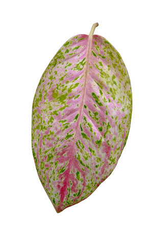 Close up pink leaves Aglaonema lady valentin isolated on white background with clipping pathの写真素材