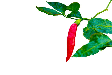 Red chili peppers with green leaves on a branch isolated on white background with a clipping pathの写真素材