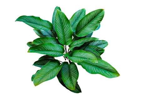 Calathea Ornata (Pin-stripe Calathea) leaves popular houseplant isolated on white background, clipping path includedの写真素材