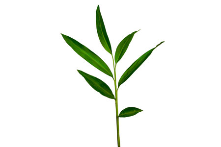 White ginger or wild ginger leaves the tropical forest plant in the ginger family. Dark green leaves branch isolated on white background with clipping pathの写真素材