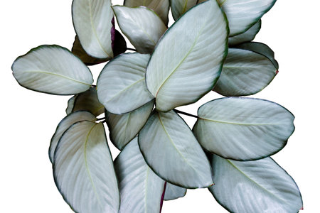 Exotic tropical foliage plant Calathea 'Silver Plate popular houseplant growing in white flower pot isolated on white background with clipping pathの写真素材