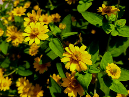 Close-up blooming yellow butter daisy flowers (melampodium divaricatum)の写真素材
