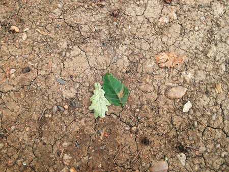 Dirty Cracked Soil Background with leavesの写真素材