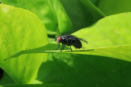 Fly on leafの写真素材