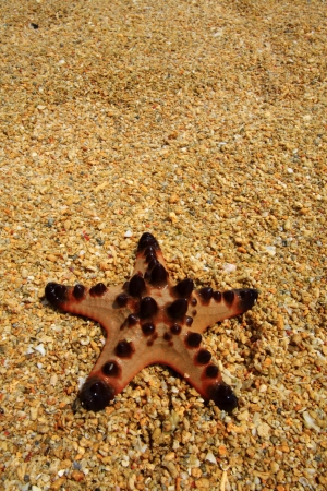Sea Starの写真素材