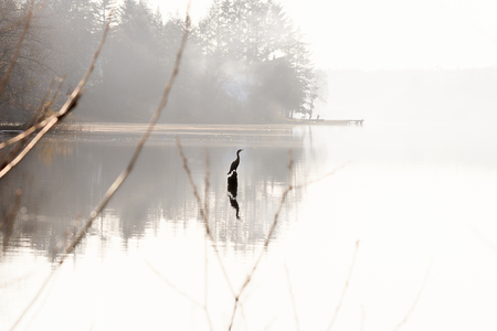 bird silhouette on white lakeの写真素材
