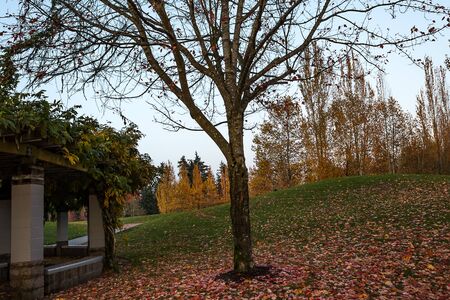 Grassy hills in fallの写真素材