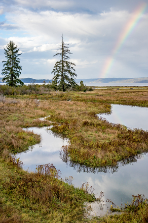 two trees and a rainbow