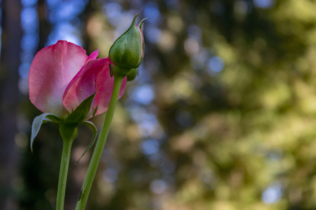 Three small bugs on pink rosebudsの写真素材