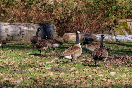 group of geese in grassの写真素材