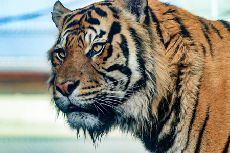 Portrait of tiger with blurred backgroundの写真素材