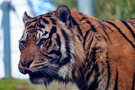 Tiger in zoo licking lipsの写真素材