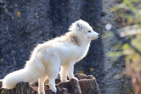 side view arctic fox in spring