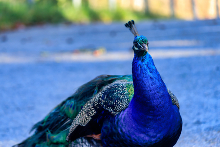 Lone Peacock wanders a countryside roadの写真素材