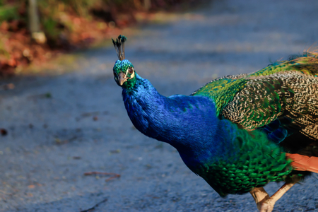 Lone Peacock wanders looking up roadの写真素材