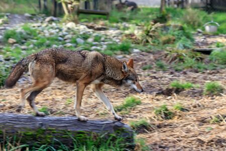 Red Wolf running in forest