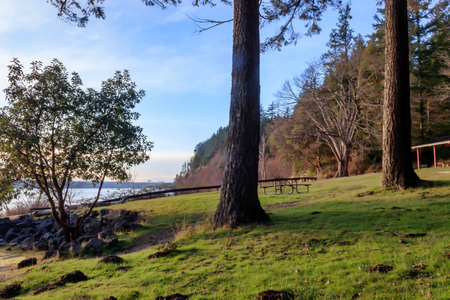 trees along cliff edge and bayの写真素材