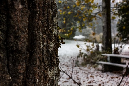 old bark in snowy parkの写真素材