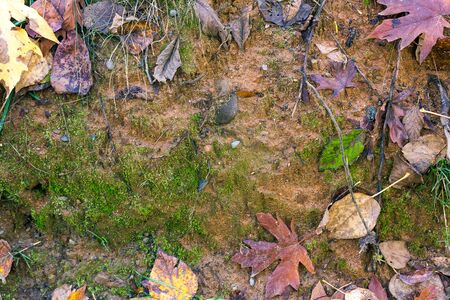 Mud wall in autumn