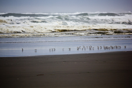 Seagulls on beach near wavesの写真素材