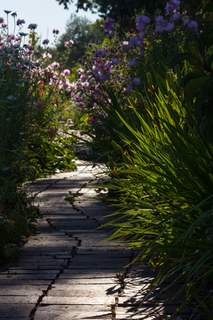 path cutting through gardenの写真素材