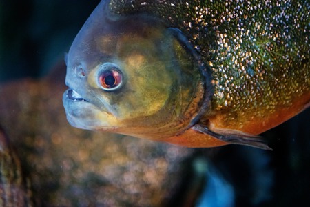 red belly piranha swimmingの写真素材