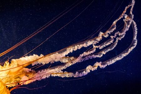 orange jelly tenticlesの写真素材