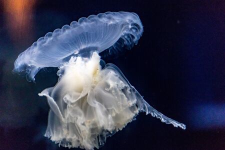 White little jellyfishの写真素材