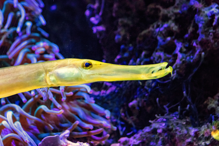yellow fist in purple underwaterの写真素材