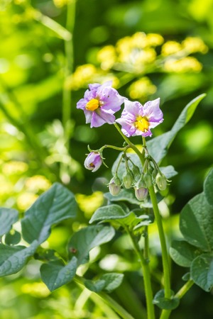 pink flower close up on green backgroundの写真素材