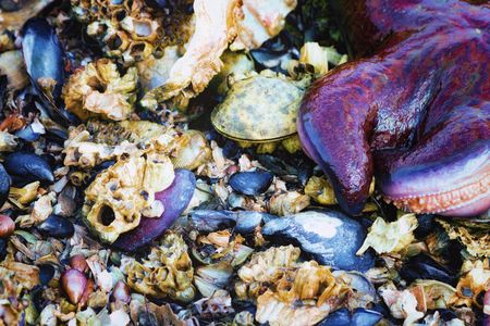 low tide tide poolsの写真素材