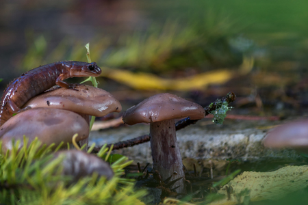 dirty salamander on mushroomの写真素材