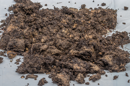 dirt on white backgroundの写真素材