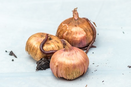 onions and worms on whiteの写真素材