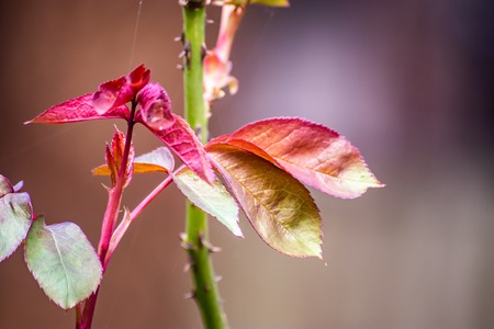 new leaves on rose bush with blurred background