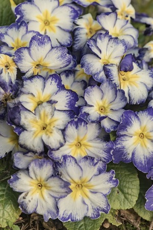 group of multi colored primrose in gardenの写真素材