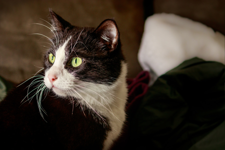 cat looks over shoulder at somethingの写真素材