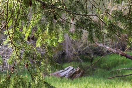 clearing through branchesの写真素材