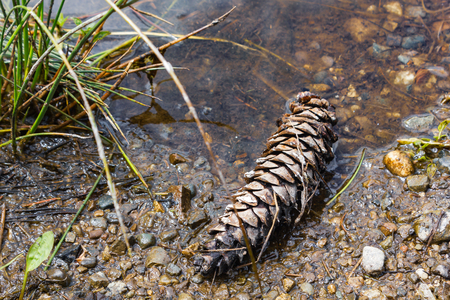 Pine cone on th lake bank
