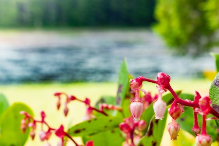 fuchia plant next to a lakeの写真素材