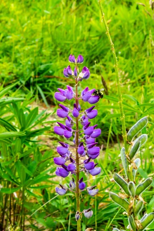 tall purple flowers in a gardenの写真素材