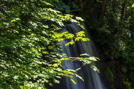 leaves and fern along a lookout over waterfallの写真素材