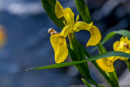 yellow wild iris against deep blue watersの写真素材