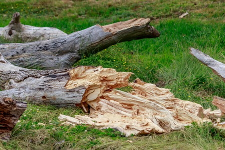old tree trunks lying broken in grassの写真素材