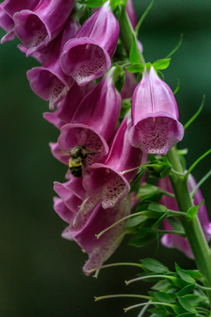 purple foxglove being pollinated by a bumblebeeの写真素材